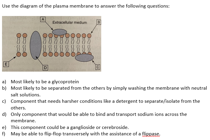 Solved Use the diagram of the plasma membrane to answer the | Chegg.com