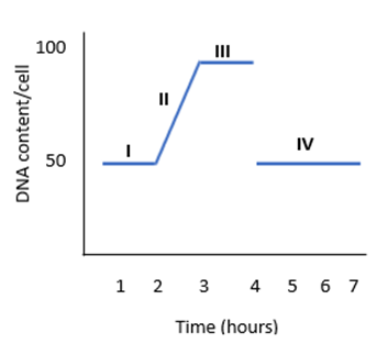 Solved B. Identify which phases of the cell cycle correspond Biology Diagrams