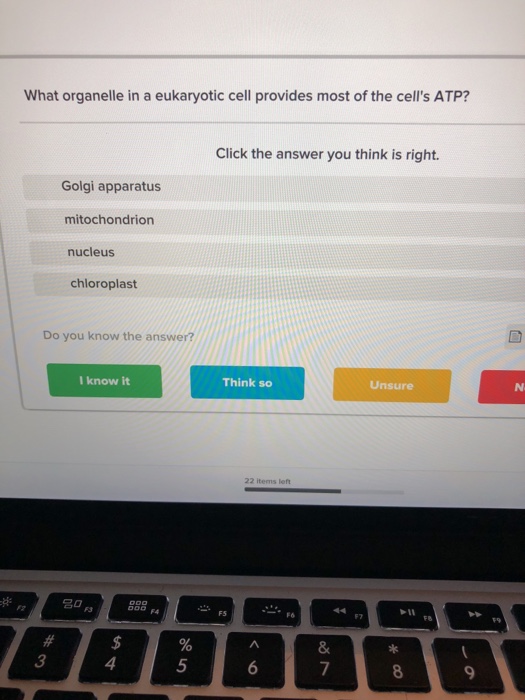 Solved What organelle in a eukaryotic cell provides most of | Chegg.com