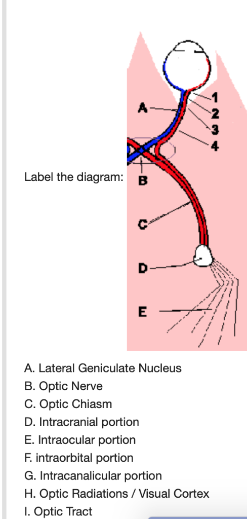 Solved 2 3 Label the diagram: B 冫? A. Lateral Geniculate | Chegg.com