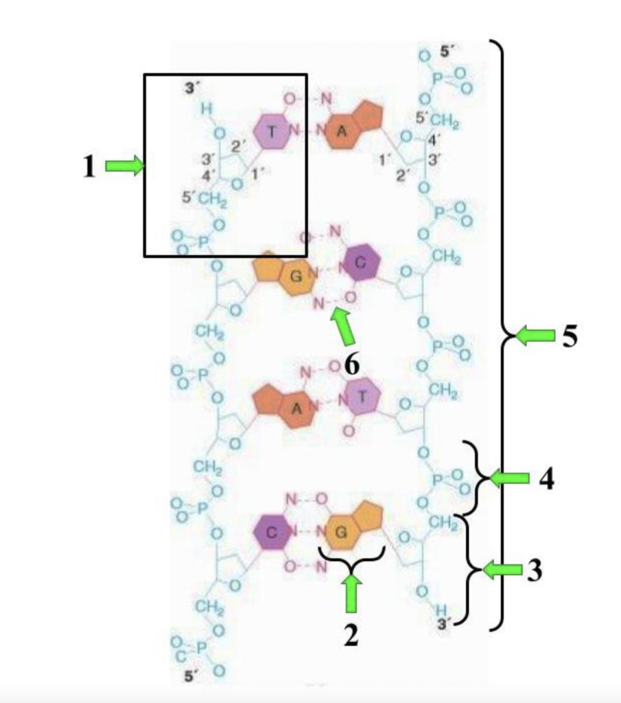 Solved What is the specific name of the structure labelled | Chegg.com