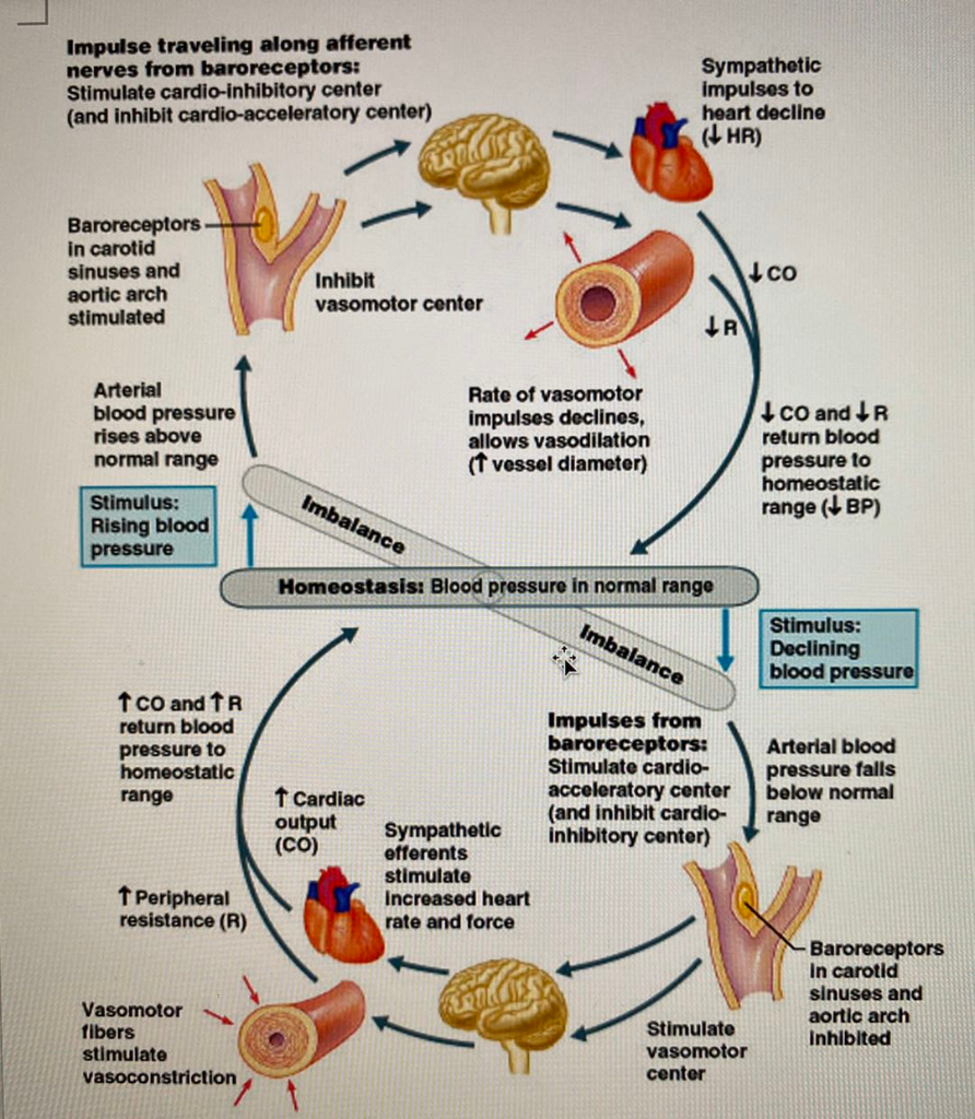 Solved Impulse traveling along afferent nerves from