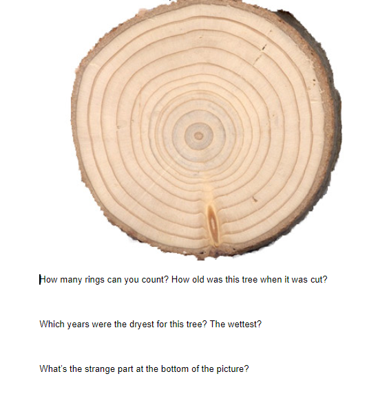 Premium Photo | The way to estimate tree age is to count the rings of  annual tree growth.