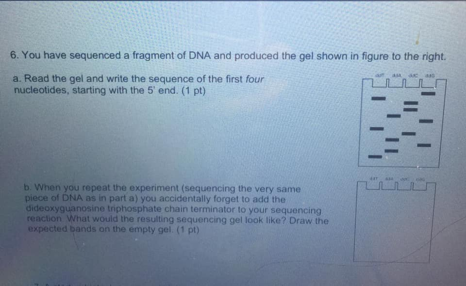 Solved 6. You have sequenced a fragment of DNA and produced | Chegg.com