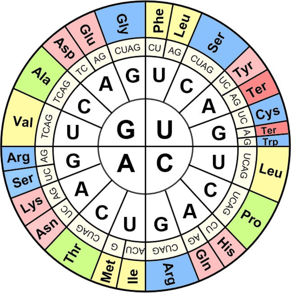 How Many Different Codons Code For Amino Acids