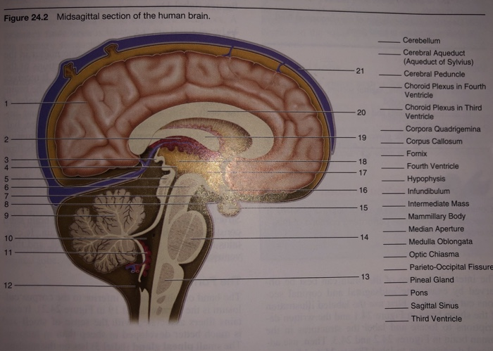 Midsagittal Section Brain