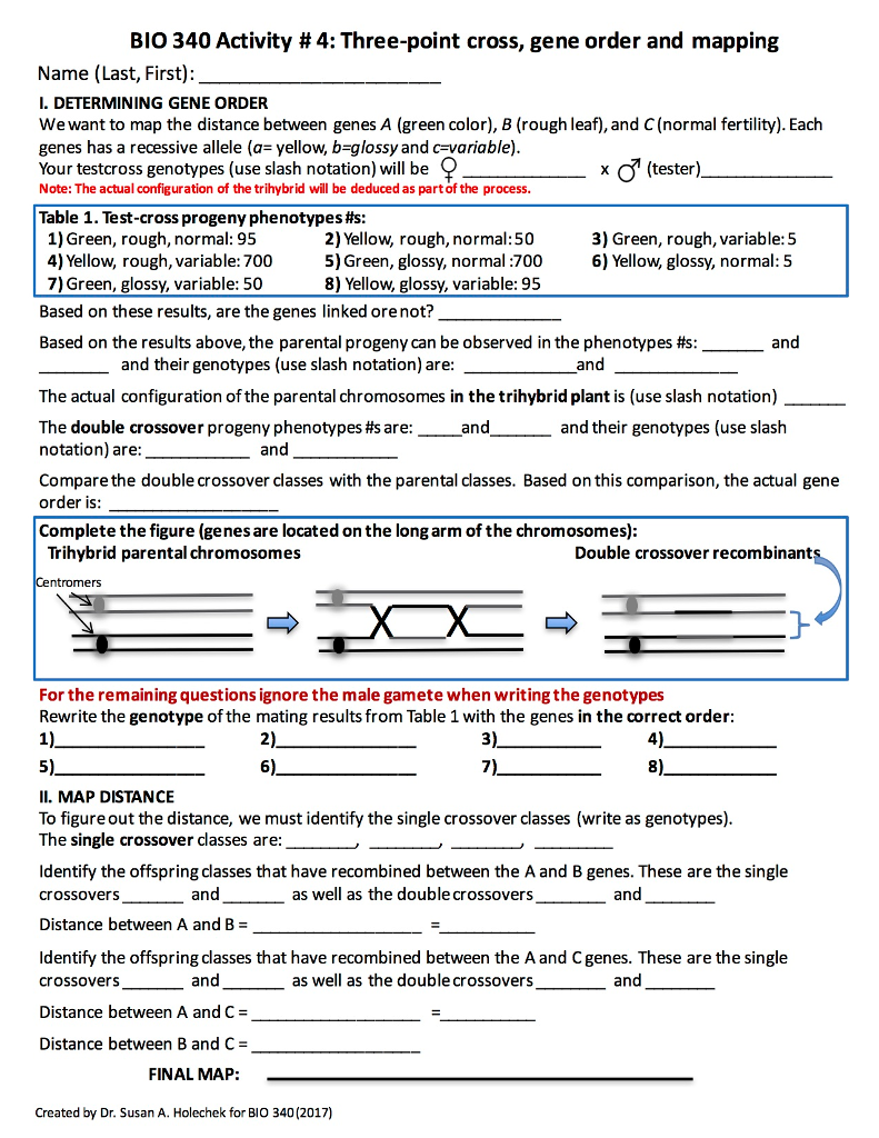 Solved BIO 340 Activity # 4: Three-point Cross, Gene Order | Chegg.com