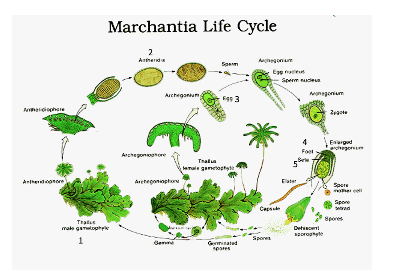 Marchantia Life Cycle