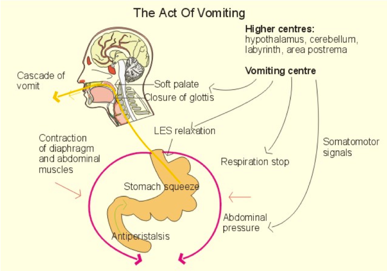 Solved Ion channels that respond to chemical, mechanical or