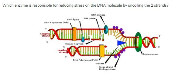 Solved Choose the correct sequence of DNA following DNA | Chegg.com