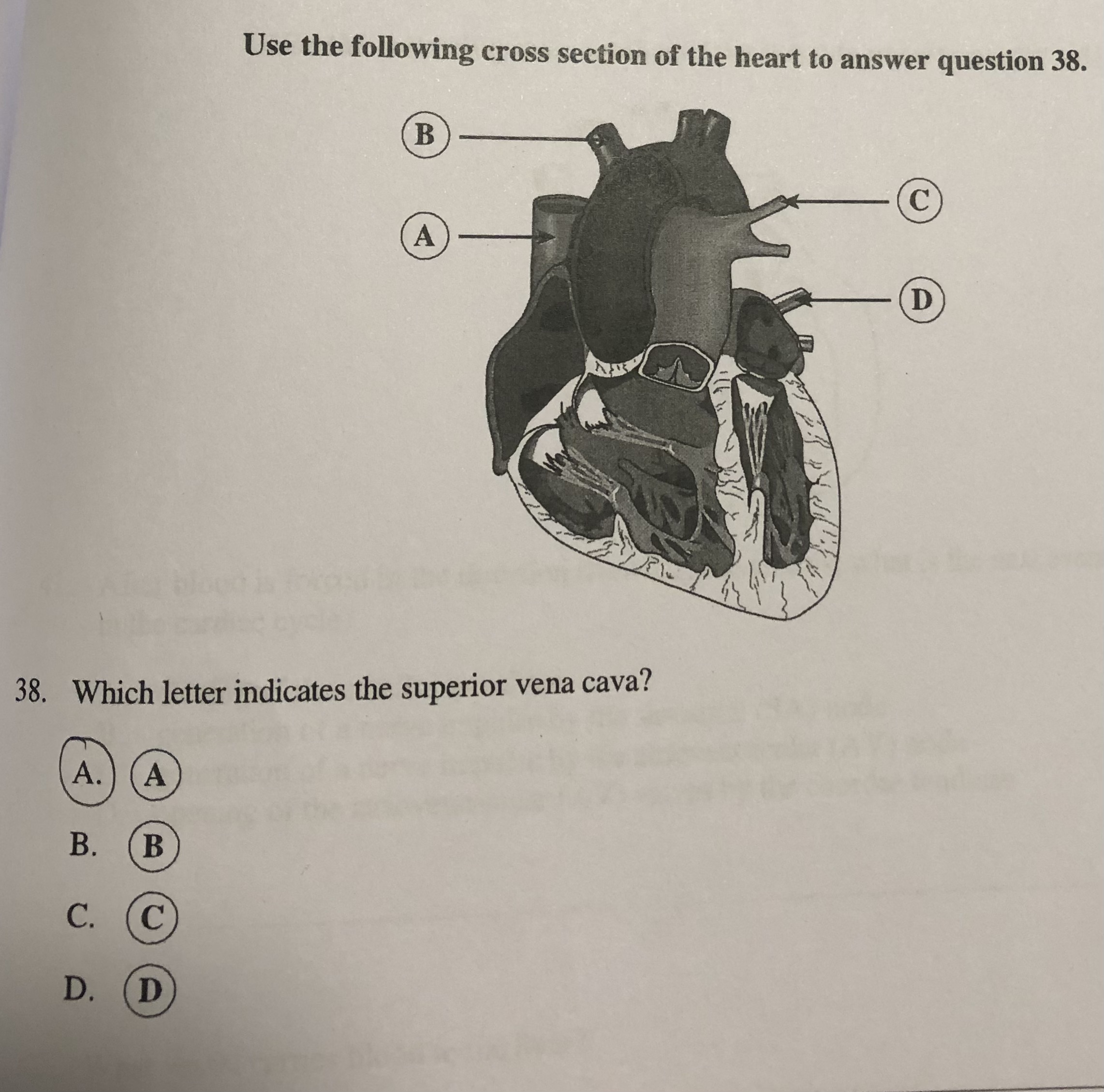 Solved Use the following cross section of the heart to | Chegg.com