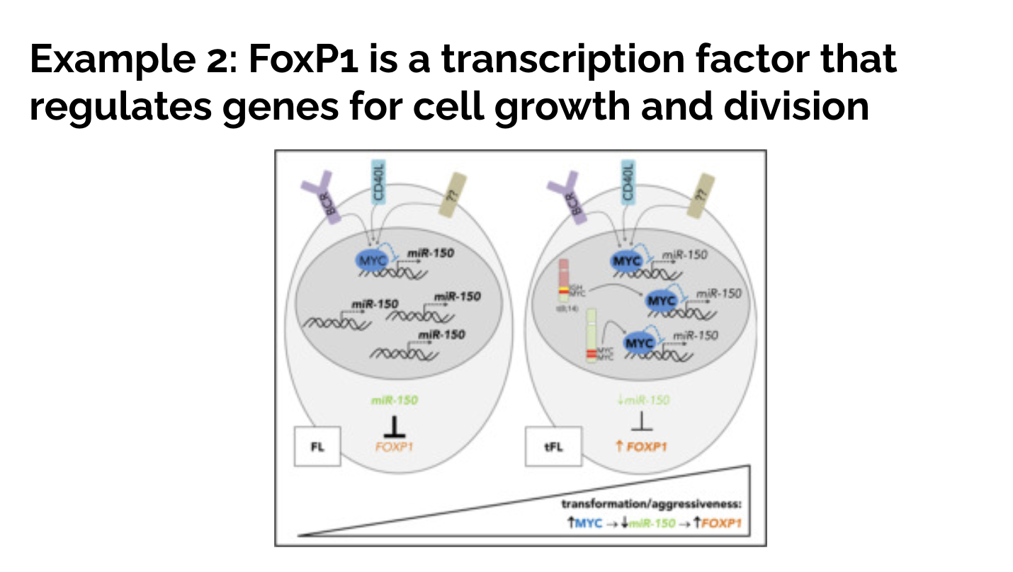 Solved Example 2: FoxP1 is a transcription factor that | Chegg.com