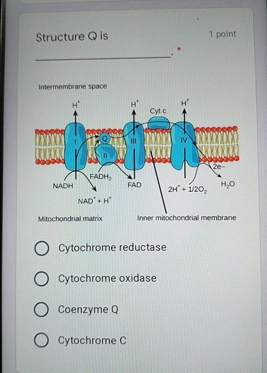 Solved Structure A is 1 point ELECTRON TRANSPORT . . CHAIN.. | Chegg.com