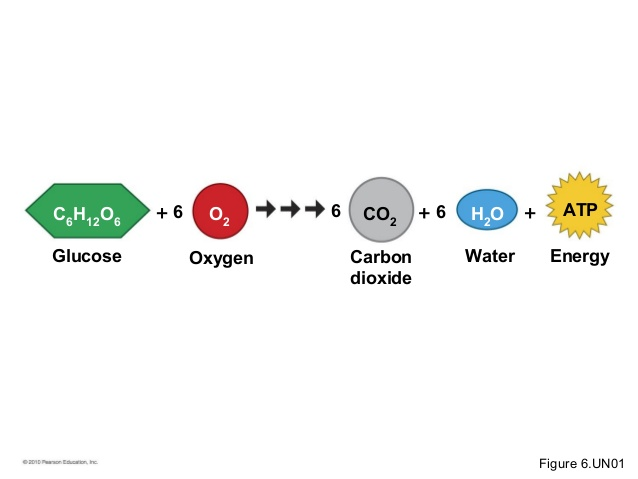 solved-describe-the-relationship-between-the-organ-systems-chegg