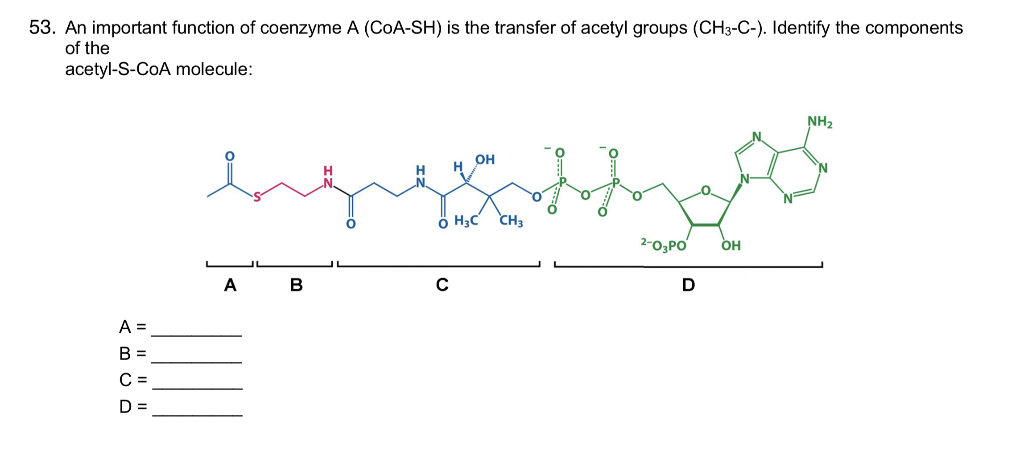 Solved 53. An important function of coenzyme A (COA-SH) is | Chegg.com