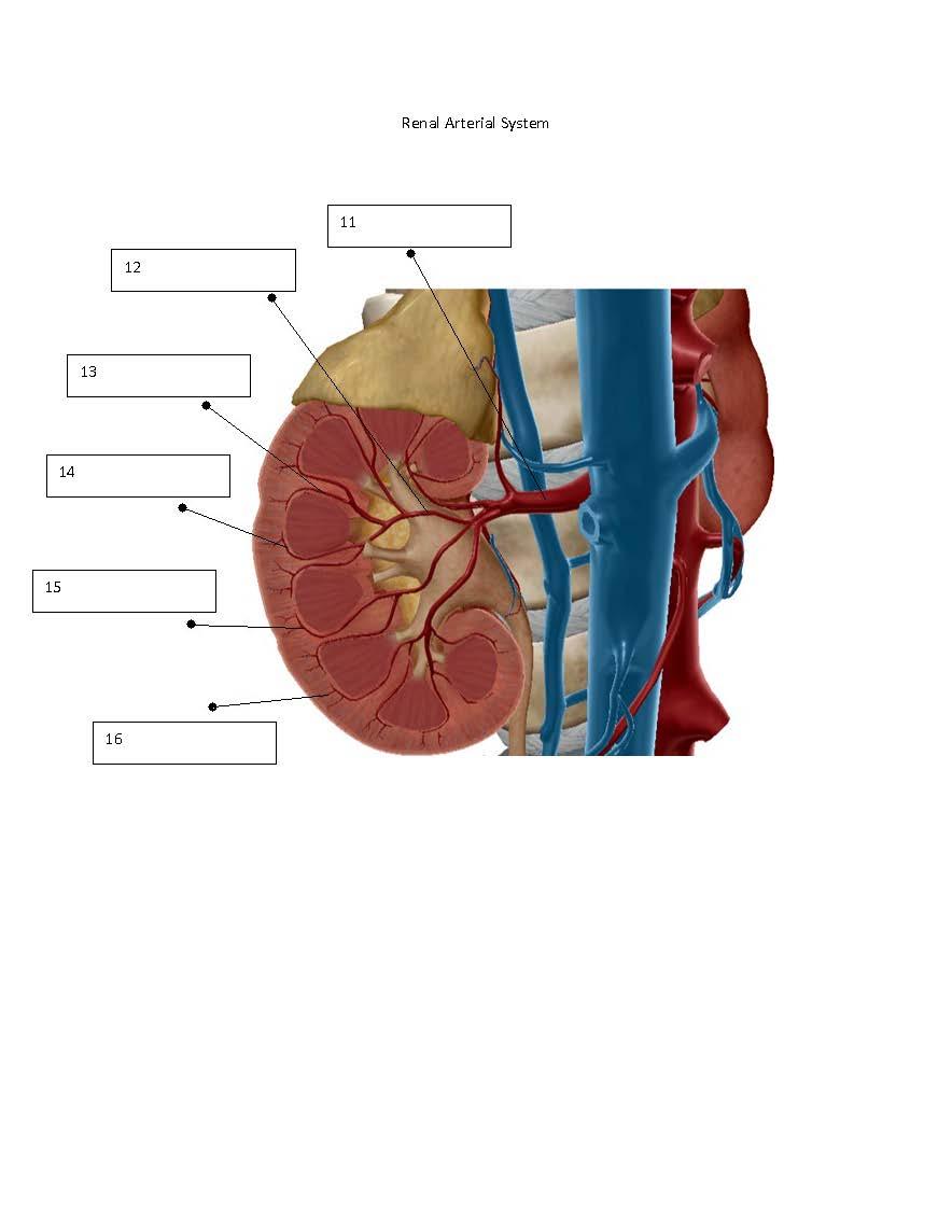 Solved 1 2 3 4 DOO 5 6 8 9 10 Renal Arterial System