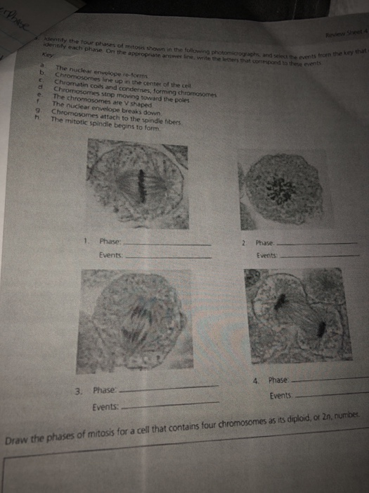 solved-dentify-the-tour-phases-of-mitosis-shown-in-the-chegg