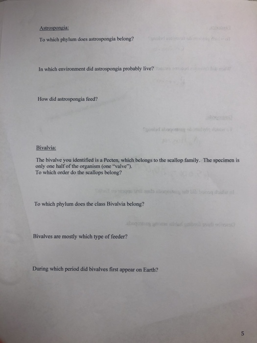 Solved To which phylum does astrospongia belong? In which | Chegg.com