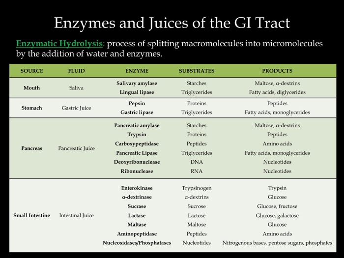 Solved make a diagram of the GI Tract including the enzymes