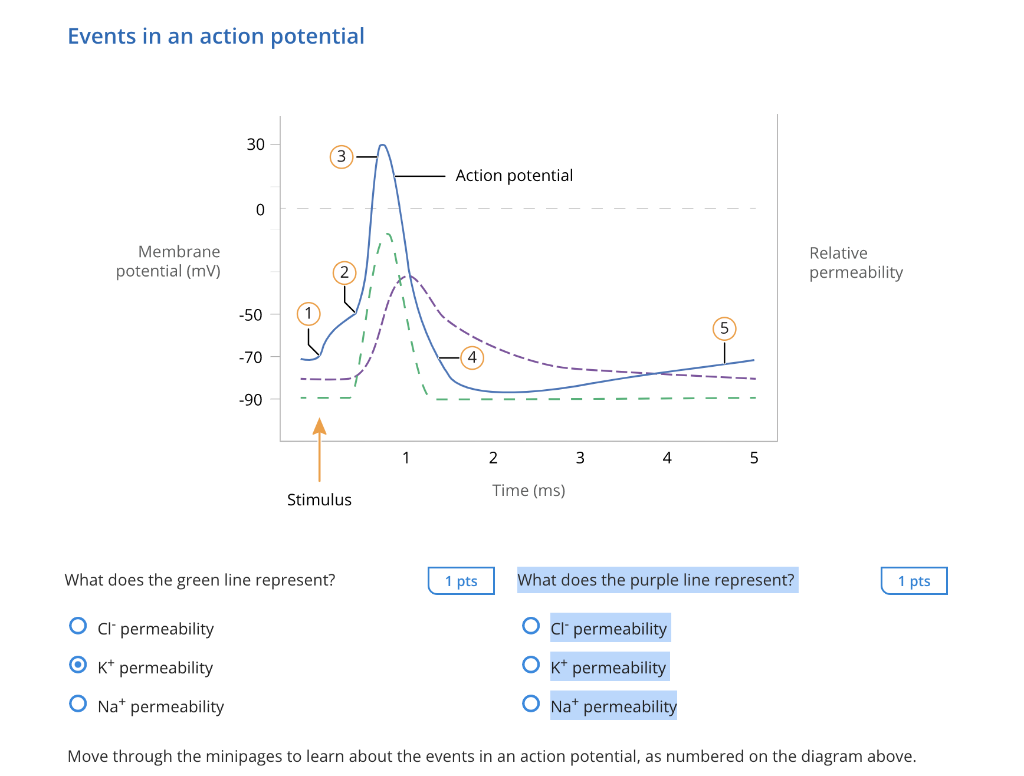 Solved Events in an action potential What does the green | Chegg.com