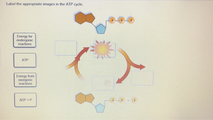 Solved Label the appropriate images in the ATP cycle. Energy | Chegg.com