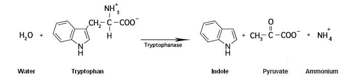 Solved INDOLE PRODUCTION TEST Background: Enzymatic | Chegg.com