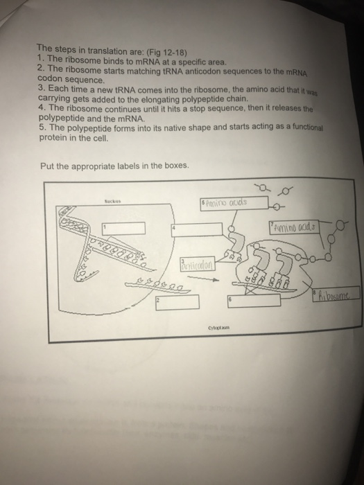 Solved The steps in translation are: (Fig 12-18) 1. The | Chegg.com