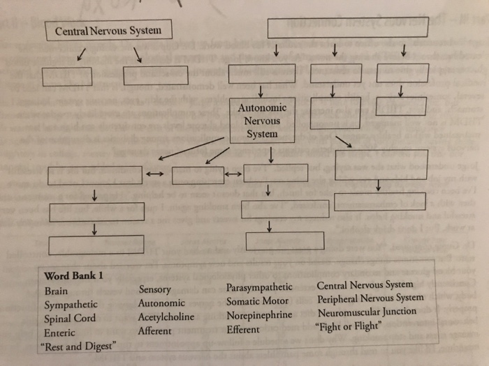 Solved Central Nervous System Autonomic Nervous System Word | Chegg.com