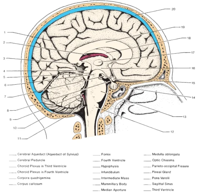 Solved 20 18 2 17 16 15 8 7 14 13 9 10 12 11 -Cerebral | Chegg.com