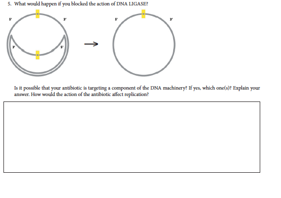 Solved Name: I DNA Replication Activity Background You are | Chegg.com