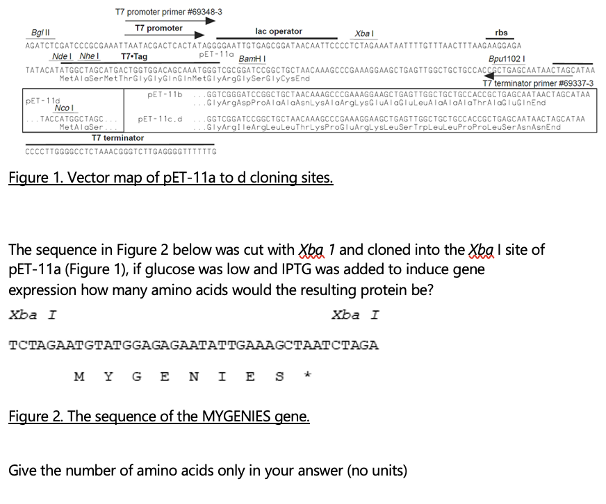 Solved T7 promoter primer 693483 Bg/11 T7 promoter lac