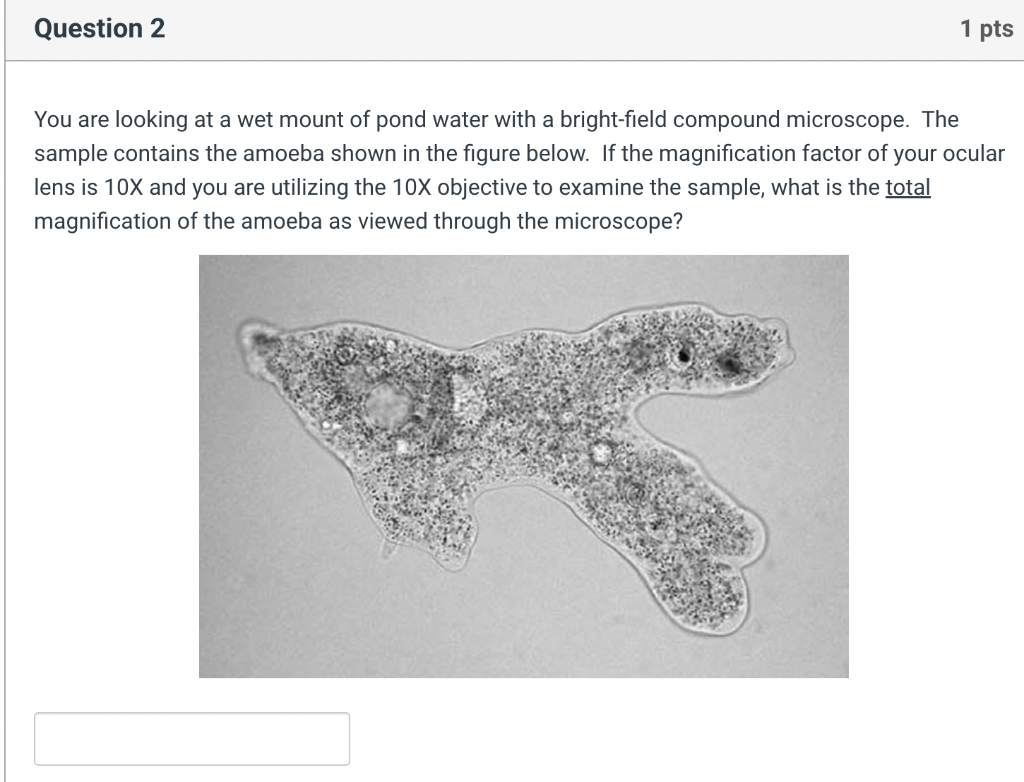 [Solved] You are looking at a wet mount of pond water wit