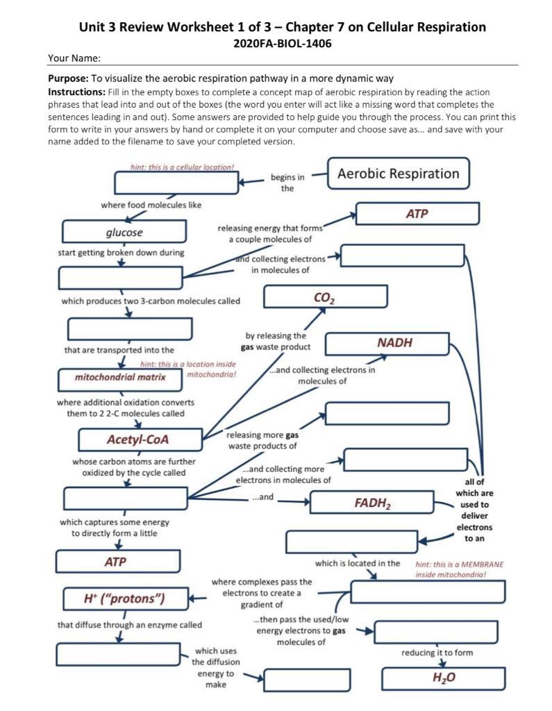 Solved Unit 20 Review Worksheet 20 of 20 - Chapter 20 on  Chegg.com With Regard To Cellular Respiration Worksheet Answer Key