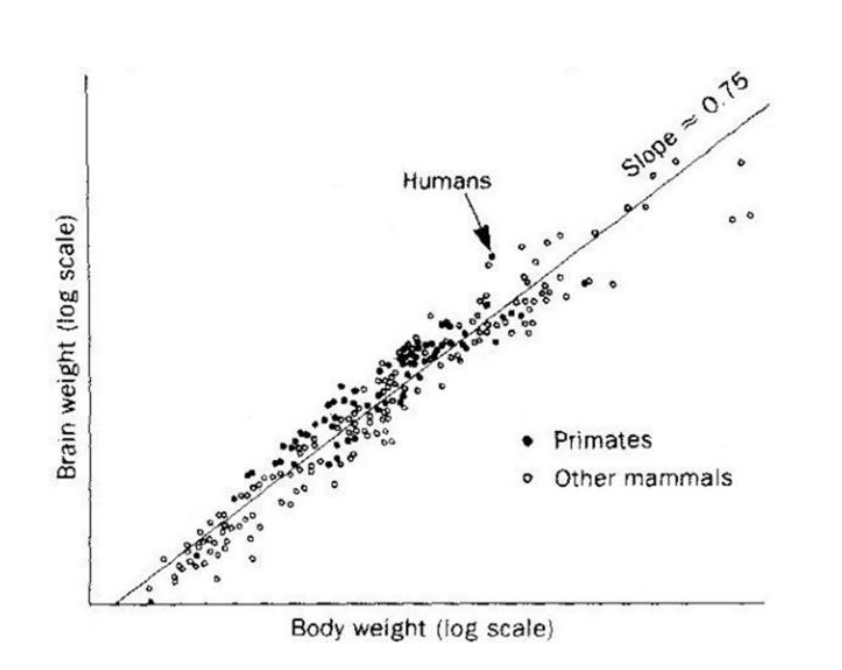 Solved An allometric analysis of brain mass and body mass in | Chegg.com