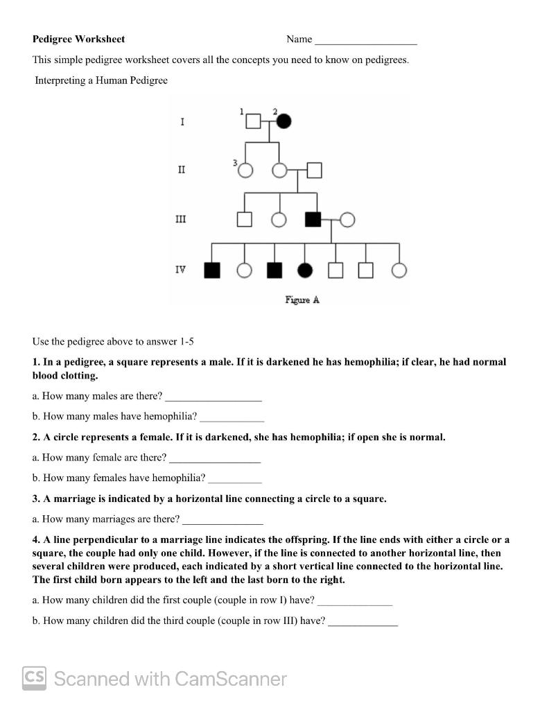 Solved Pedigree Worksheet Name This simple pedigree | Chegg.com