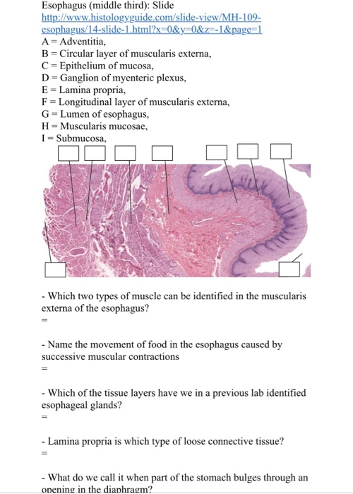 Solved Esophagus middle Third Slide Gyg ME Esophag A Chegg
