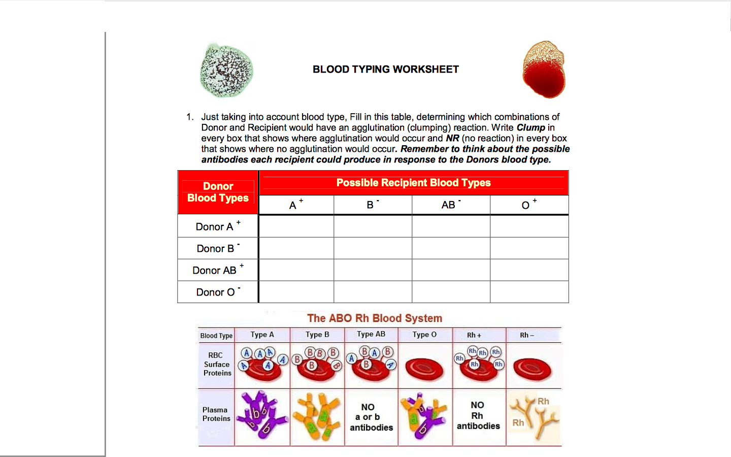 Solved BLOOD TYPING WORKSHEET 1. Just taking into account | Chegg.com