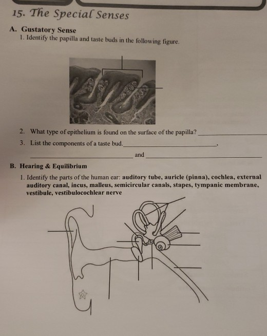 Solved 15. The Special Senses A. Gustatory Sense 1. Identify | Chegg.com