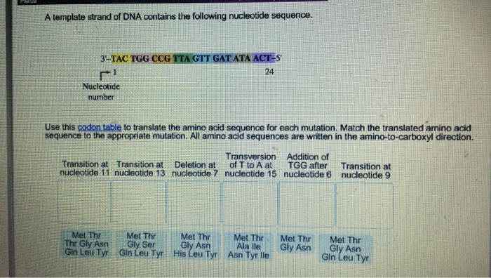 Solved A template strand of DNA contains the following Chegg com