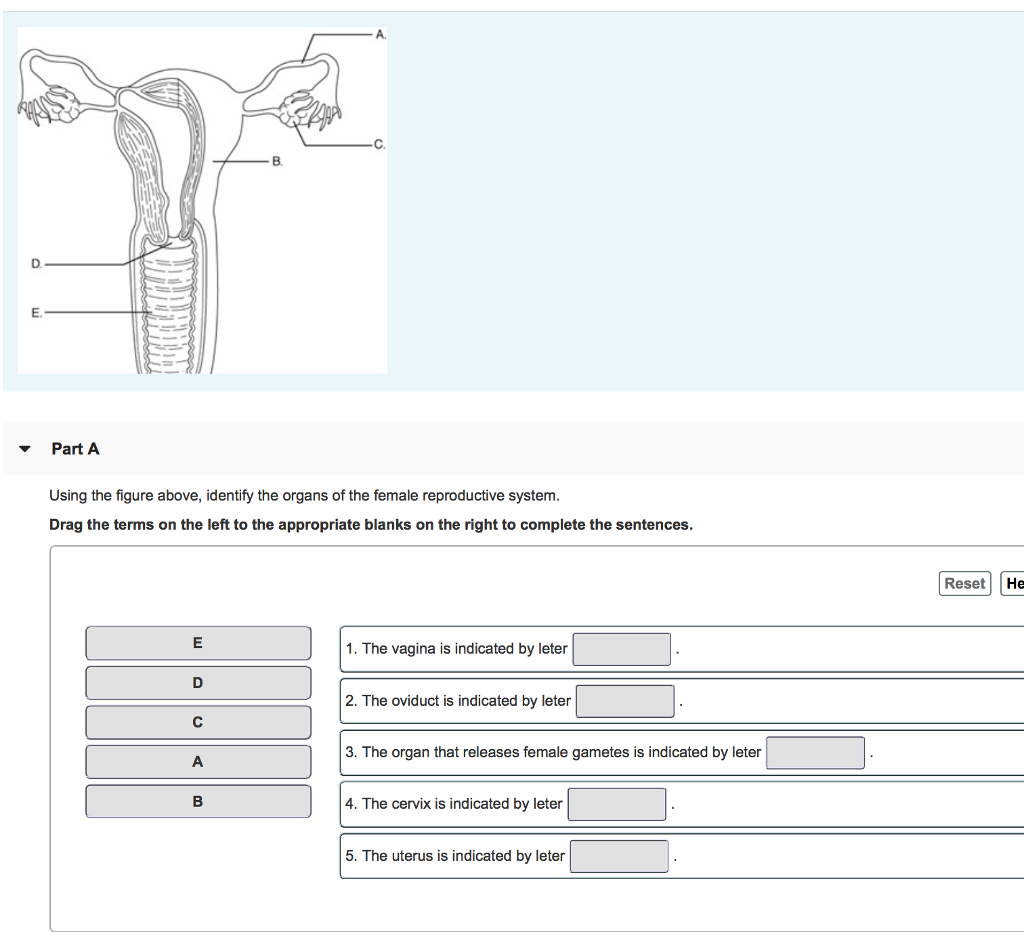 solved-a-c-d-e-part-a-using-the-figure-above-identify-chegg