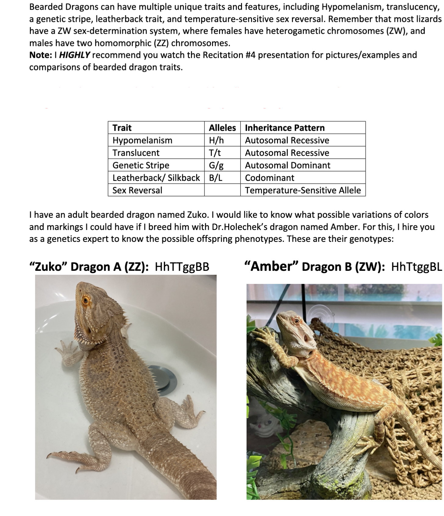 Solved Bearded Dragons can have multiple unique traits and | Chegg.com