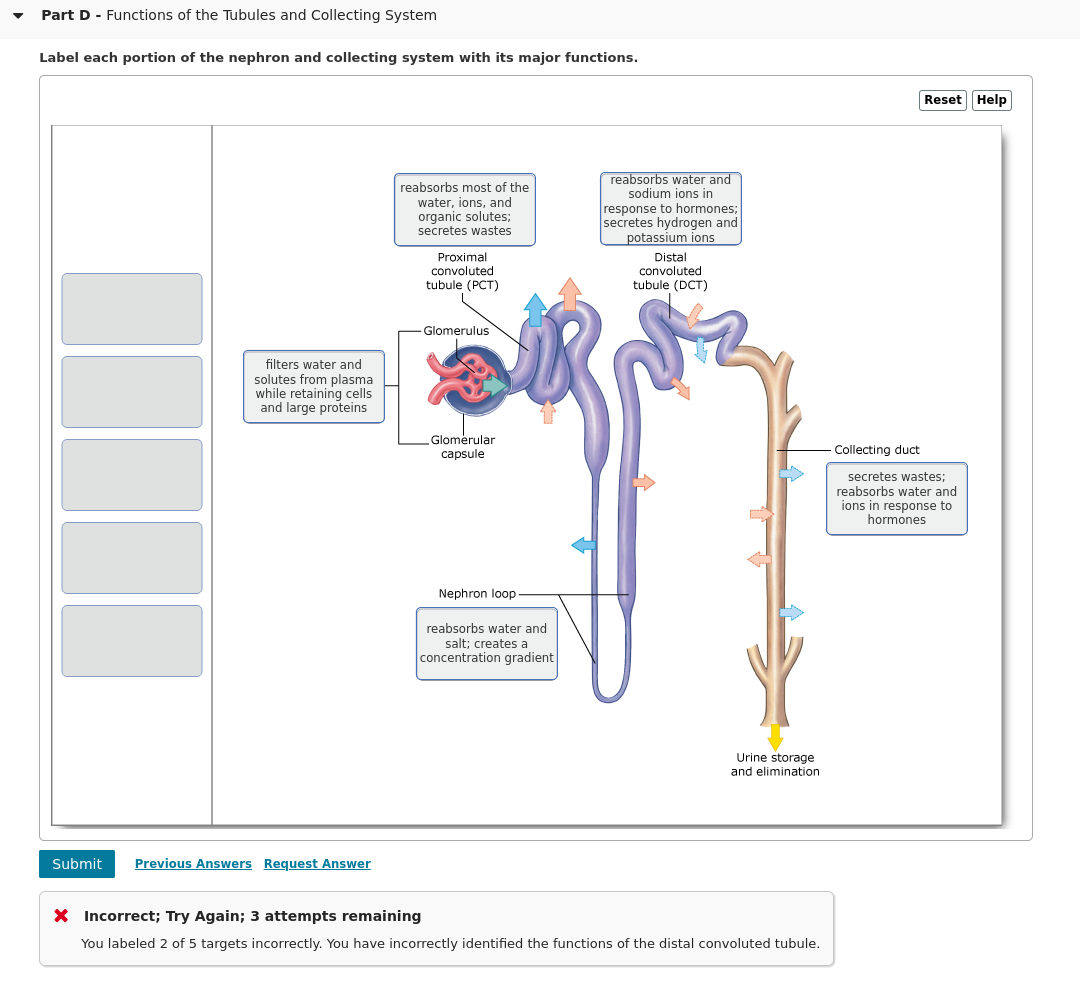 Functions Of The Tubules And Collecting System