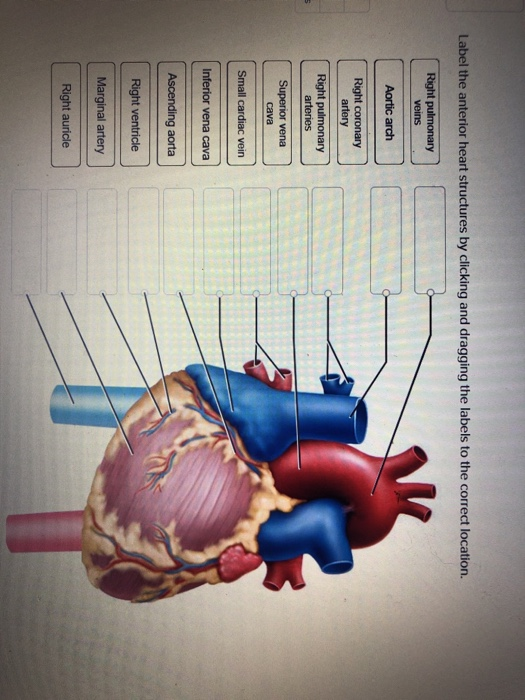 Solved Label The Anterior Heart Structures By Clicking And | Chegg.com