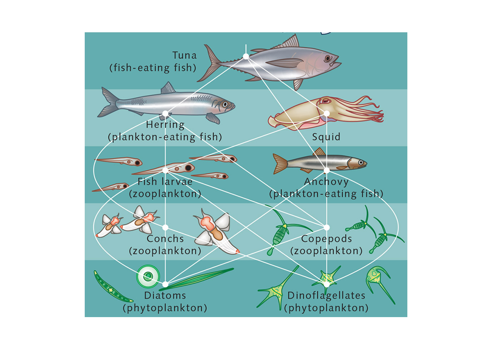 Solved Which of the following are omnivores? (you may select | Chegg.com