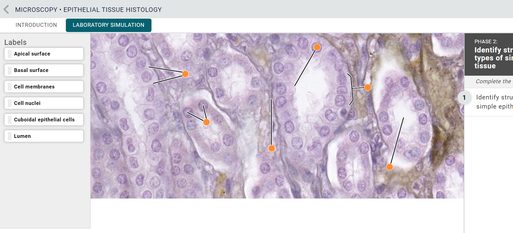 epithelial tissue under microscope