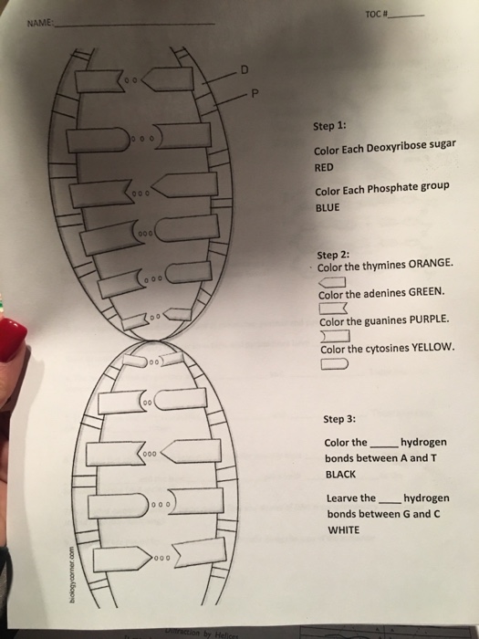 Solved Color Each Deoxyribose sugar RED Color Each | Chegg.com