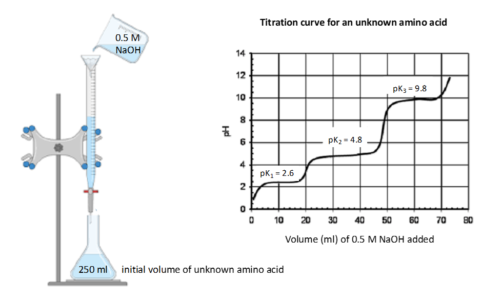 Solved 5. Titration curve of an unknown amino acid The
