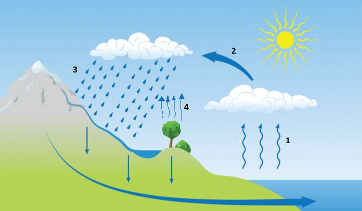 Solved I need to make in order for water cycle | Chegg.com