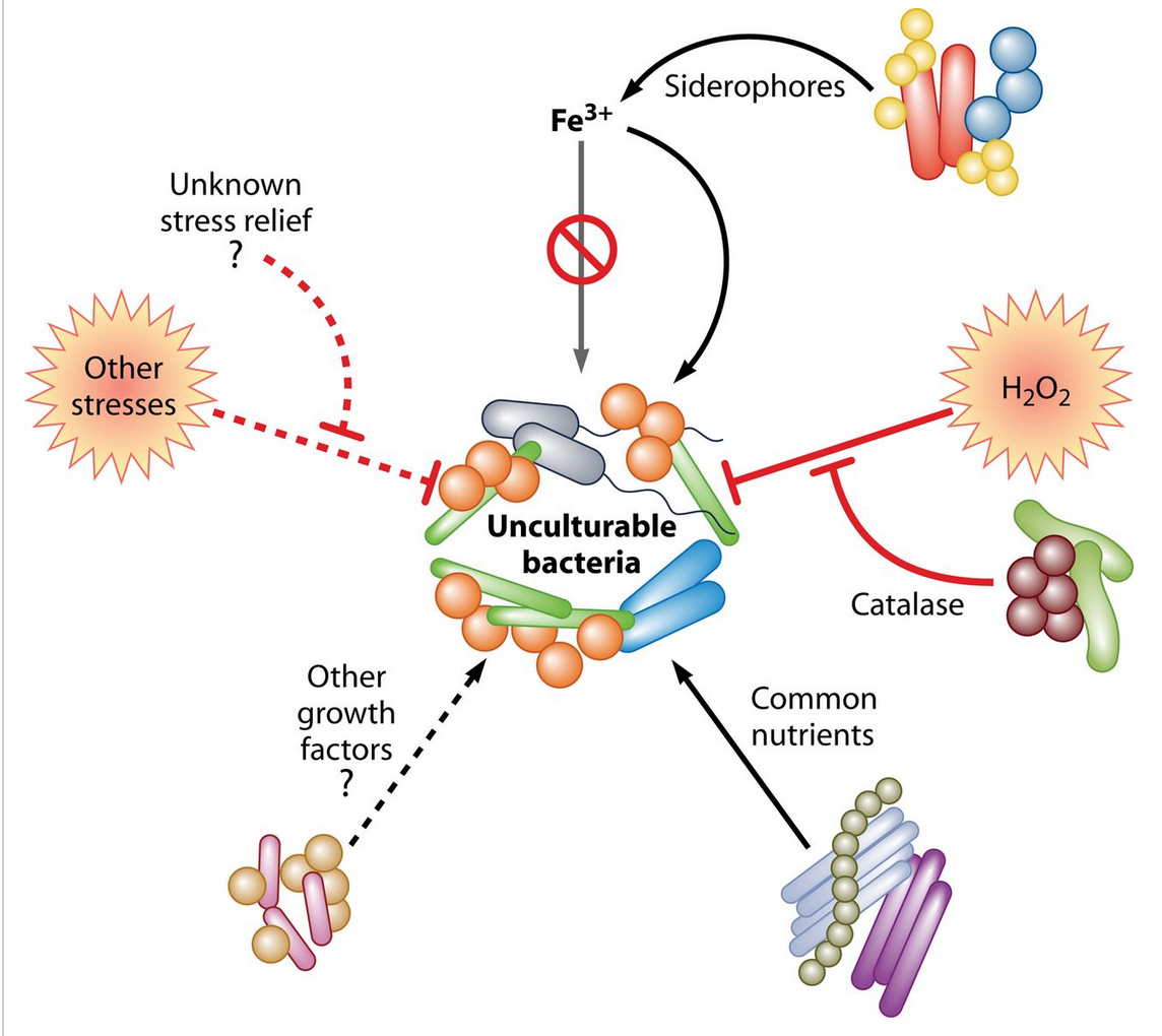 Solved In the great plate count anomaly there can be