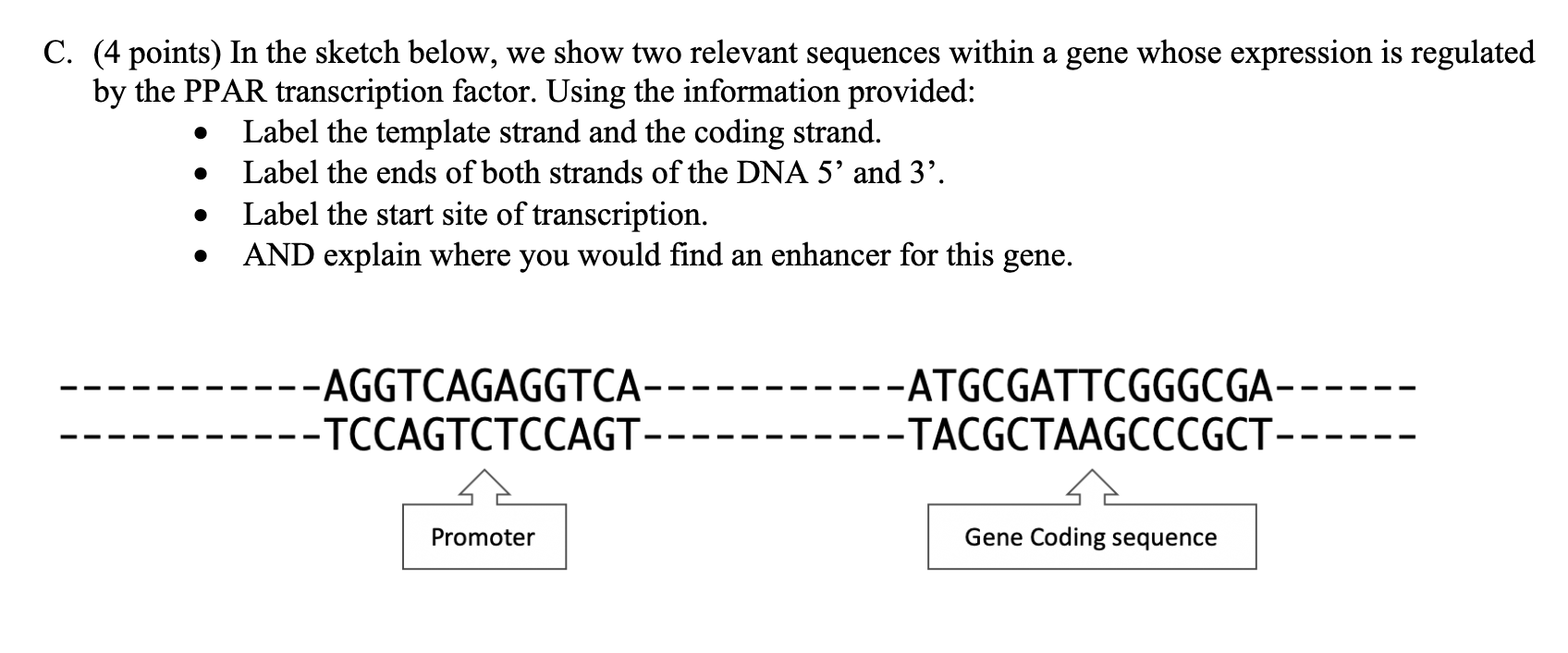 Solved Lable the template and coding strands, the ends, the | Chegg.com